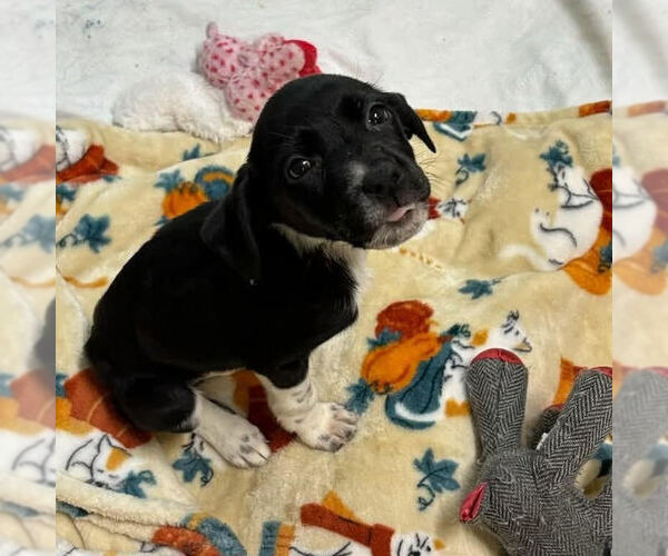 Medium Photo #1 Beagle-Unknown Mix Puppy For Sale in Evansville, IN, USA