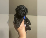 Small #4 Poodle (Toy)