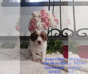 Miniature Labradoodle Puppy for Sale in SHIPSHEWANA, Indiana USA