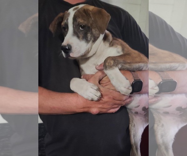 Medium Photo #16 Mutt Puppy For Sale in Minneapolis, MN, USA