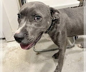 Mutt Dogs for adoption in Houston, TX, USA