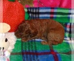 Small Photo #8 Poodle (Standard) Puppy For Sale in CLATSKANIE, OR, USA