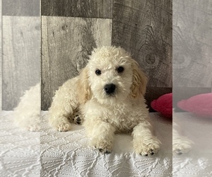 Maltese-Poodle (Toy) Mix Puppy for sale in SENECA FALLS, NY, USA