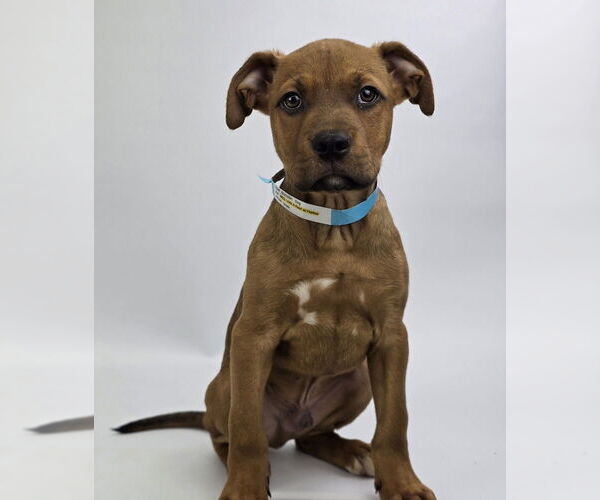 Medium Photo #5 American Staffordshire Terrier-Unknown Mix Puppy For Sale in Lakewood, CO, USA