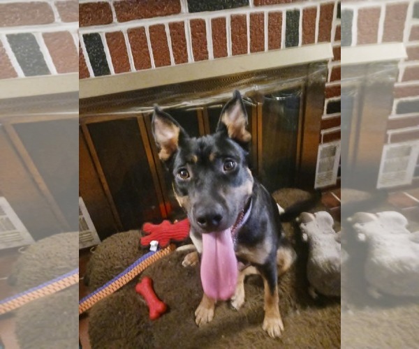 Medium Photo #2 Shepweiller Puppy For Sale in Mechanicsburg, PA, USA