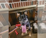 Small #1 Shepweiller