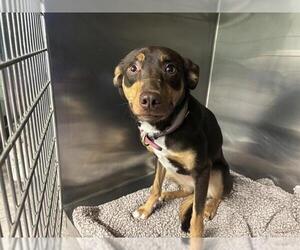 Labrador Retriever-Unknown Mix Dogs for adoption in Grand Prairie, TX, USA