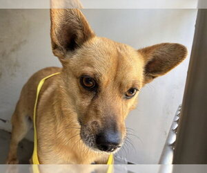 Chihuahua Dogs for adoption in Bakersfield, CA, USA
