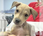 Small #1 Retriever  Mix