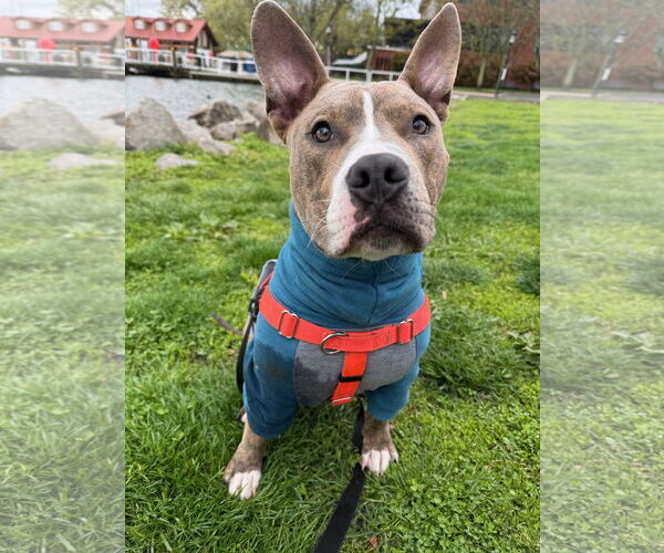 Medium Photo #2 American Pit Bull Terrier Puppy For Sale in Alexandria, VA, USA