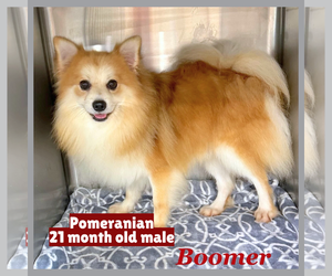 Pomeranian Dogs for adoption in Gilberts, IL, USA