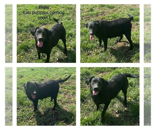 Medium Photo #1 Labrador Retriever Puppy For Sale in FREDERICKSBG, OH, USA
