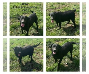Mother of the Labrador Retriever puppies born on 05/05/2025