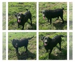 Small Photo #1 Labrador Retriever Puppy For Sale in FREDERICKSBG, OH, USA