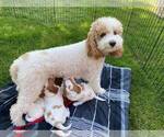 Small Photo #1 Cavapoo Puppy For Sale in WINDHAM, ME, USA