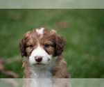 Puppy Puppy 5 Miniature American Shepherd-Poodle (Standard) Mix
