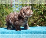 Small #9 ShihPoo