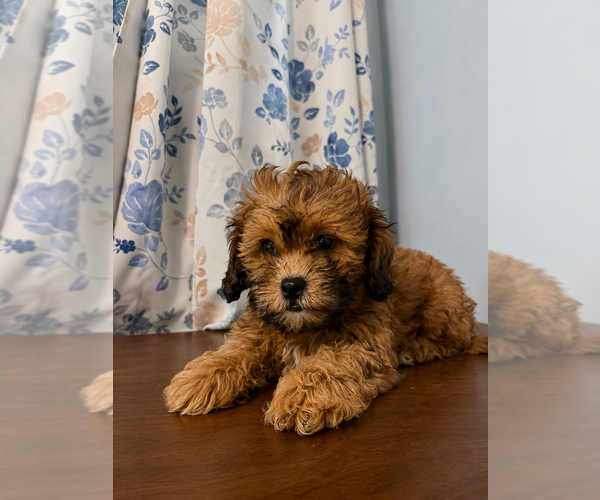 Medium Photo #9 Shih-Poo Puppy For Sale in DURHAM, CT, USA