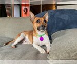 Small Photo #4 Dachshund-Unknown Mix Puppy For Sale in Arlington, VA, USA