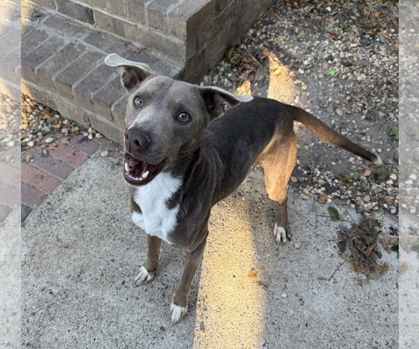 Medium Photo #5 Retriever -Unknown Mix Puppy For Sale in Woodbury, NY, USA