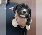 Small Photo #1 Labrador Retriever Puppy For Sale in San Antonio, TX, USA