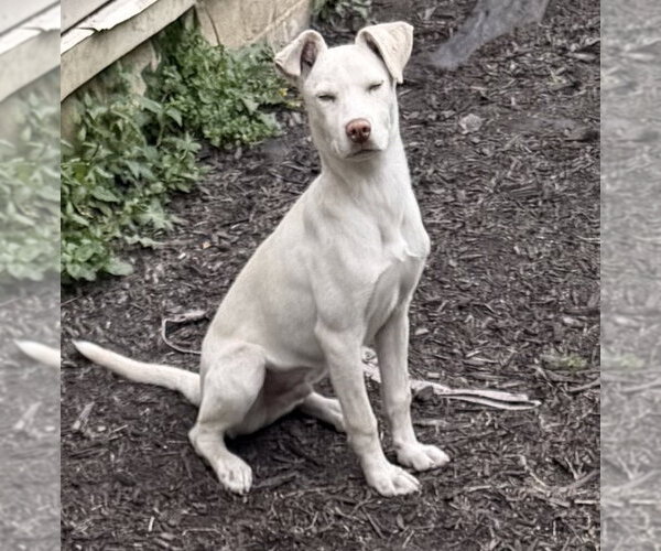 Medium Photo #6 Siberian Husky-Unknown Mix Puppy For Sale in Springdale, PA, USA