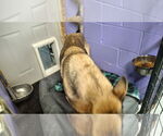 Small #39 German Shepherd Dog