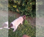 Small Photo #5 German Shorthaired Pointer Puppy For Sale in COSHOCTON, OH, USA
