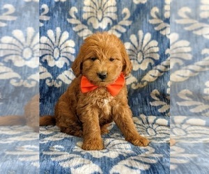 Miniature Labradoodle Puppy for sale in QUARRYVILLE, PA, USA