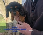 Puppy Barney Cavalier King Charles Spaniel