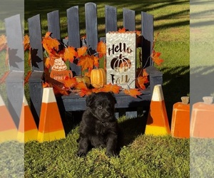 German Shepherd Dog Puppy for sale in VOLANT, PA, USA