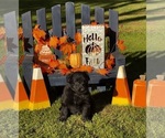 Image preview for Ad Listing. Nickname: Black collar