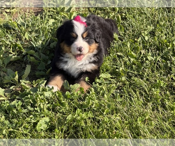 Medium Photo #11 Bernese Mountain Dog Puppy For Sale in ATHENS, WI, USA