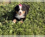Small #10 Bernese Mountain Dog