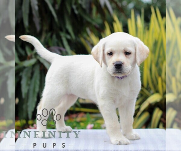 Medium Photo #5 Labrador Retriever Puppy For Sale in GORDONVILLE, PA, USA