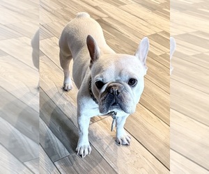 Mother of the French Bulldog puppies born on 02/23/2026