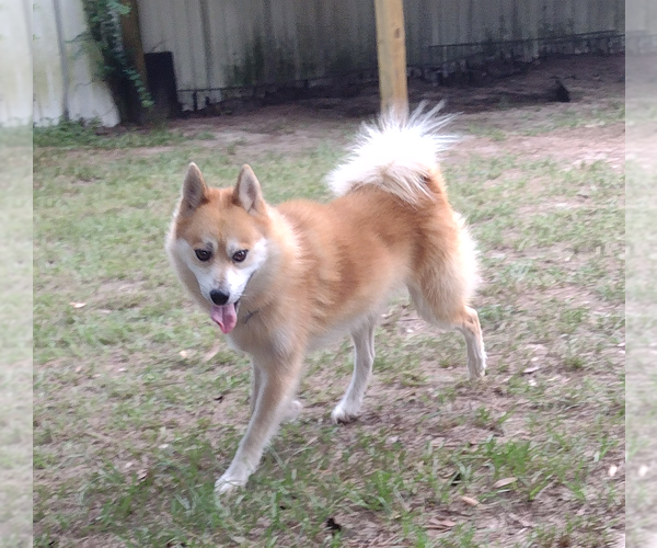 Medium Photo #4 Shiba Inu Puppy For Sale in Camden, SC, USA