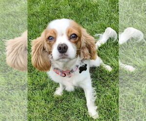 Cavalier King Charles Spaniel Dogs for adoption in Sioux Falls, SD, USA