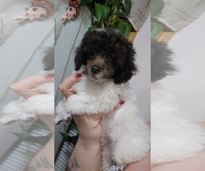 Poodle (Toy) Puppy for sale in WORCESTER, MA, USA