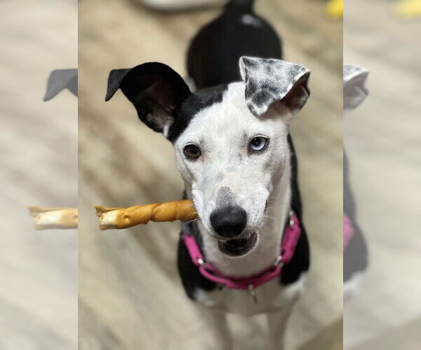 Medium Photo #2 Unknown-Whippet Mix Puppy For Sale in Boston, MA, USA