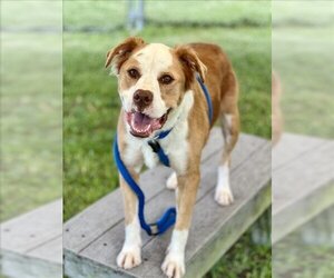 Border Collie-Unknown Mix Dogs for adoption in Vero Beach, FL, USA