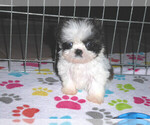 Small #14 Shih Tzu