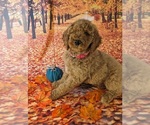 Small Photo #9 Poodle (Standard) Puppy For Sale in ROCKY MOUNT, VA, USA