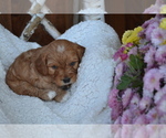 Puppy Falcon Cavapoo