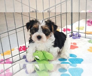 Yorkshire Terrier Puppy for sale in ORO VALLEY, AZ, USA