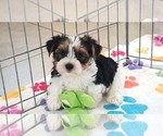 Sam - Male Yorkshire Terrier Puppy for Sale - Small photo