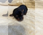 Small Photo #4 Yorkshire Terrier Puppy For Sale in BROOKFIELD, IL, USA