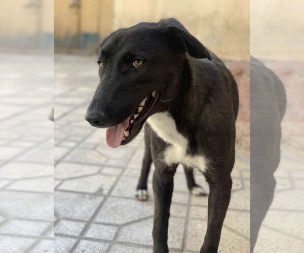 Medium Photo #4 Mutt Puppy For Sale in Ridgefield, CT, USA