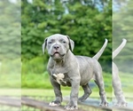 Puppy Puppy 1 American Bully