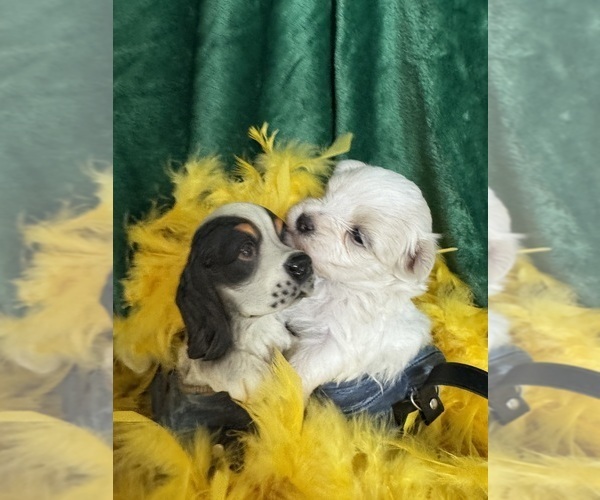 Medium Photo #2 Maltese Puppy For Sale in FREDONIA, KS, USA